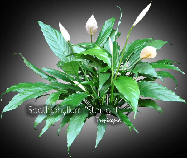 Spathiphyllum - Spathiphyllum Starlight - Lys de paix - Peace lily